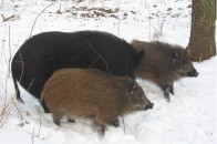 Нічні стрільби, або як безчинствують мажори у мисливських угіддях Волині