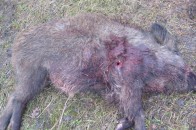 У міліції намагалися приховати докази браконьєрства на Волині, - ЗМІ ФОТО