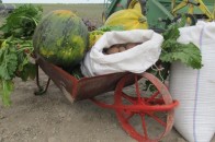 Волинські аграрії відправлять допомогу на Донбас