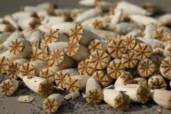 Волинянина засудили за збір незаконного «урожаю»