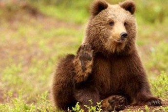 У Луцьку триває реконструкція ведмежого містечка