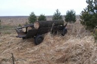 На Волині незаконно рубають ліс ФОТО