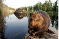 Волинь потерпає від нашестя бобрів ФОТО