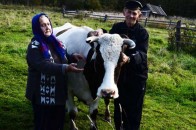 Із 1 березня селяни платитимуть штрафи за несвоєчасно зареєстровану худобу