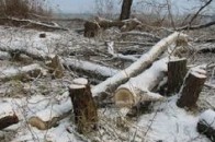 На Волині рубають дерева в забороненій зоні