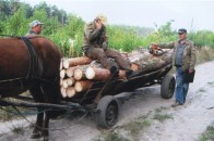 Альтернативні службовці розкрадають на Волині ліси, - ЗМІ