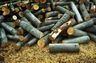 Хто на Волині покриває лісокрадіїв?