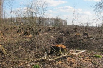 На Волині приватні пилорами «згризають» ліси, - ЗМІ