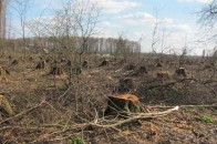 На Волині приватні пилорами «згризають» ліси, - ЗМІ