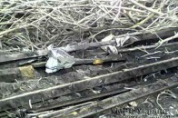 Заробити на краденому двом волинянам завадила міліція ФОТО