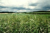 Несільськогосподарські землі Волині хочуть засіяти енергетичною лозою