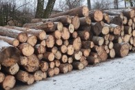Лісники Волині саботують виділення «лісу» для бійців АТО, - ЗМІ