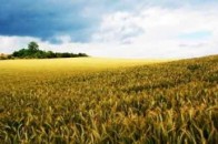 Волинським військовим масово роздають землю