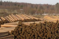 Волинь збільшила експорт деревини