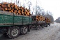 Волинських лісокрадів покривають працівники прокуратури?, - ЗМІ
