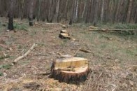 На Волині затримали неповнолітніх браконьєрів лісу