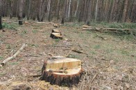 На Волині незаконно рубають ліс