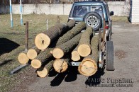 На Волині затримали лісокрадів ФОТО