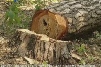 На Волині незаконно рубають ліс