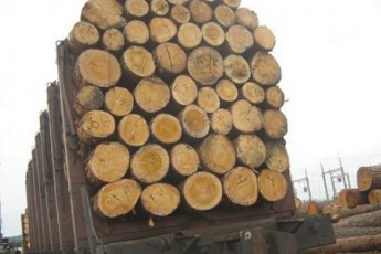 Дерибан по-волинськи: затримали чоловіка, який перевозив 8 кубів лісу без відповідних документів