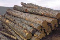 На Волині пилорами торгують краденою деревиною