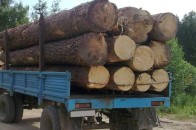 Волинянин незаконно нарубав лісу майже на 50 тисяч гривень