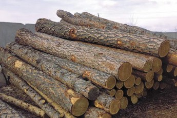 На Волині незаконно рубають ліс