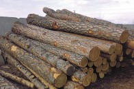 На Волині незаконно рубають ліс
