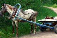 Жорстоке вбивство на Львівщині: капітана міліції прив'язали до коней і протягнули 13 км