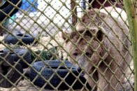 Лучани заплатять 40 тисяч гривень за переселення ведмедів у нову домівку