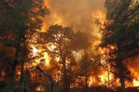 Поблизу Чорнобиля горить 270 гектарів лісу