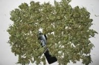 Волинянину за наркотики загрожує до трьох років позбавлення волі