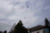 Волинські чиновники думають куди подіти ворон ФОТО