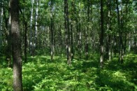 На Волині повернули 30 тисяч гектарів роздарованого лісу