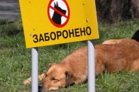 Луцькі муніципали оголосили полювання на нерадивих господарів домашніх тварин
