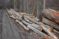 На Волині затримали лісових браконьєрів