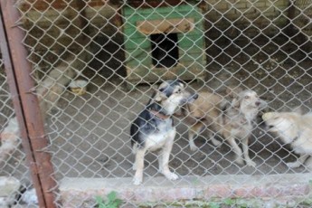 Депутати хочуть знати для чого КП «Ласка» півмільйона гривень?