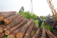 Підприємство з Волині незаконно нарубало лісу на суму майже 100 000 гривень
