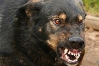 У Ковелі собака покусала малолітню дитину