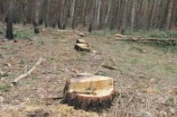 За вирубку лісу волинянину світить тюрма