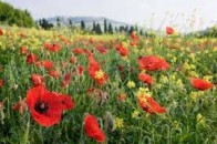 На Волині оголосили полювання на макових плантаторів