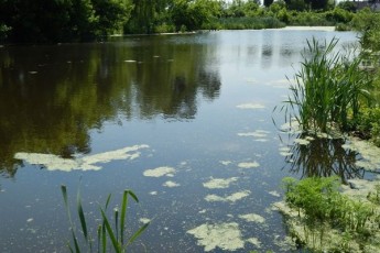 Міський голова з Волині хоче замість річки автостоянку ФОТО