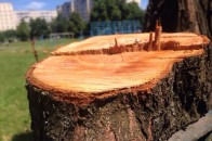 У Луцьку незаконно позрізали тополі
