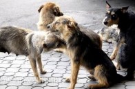 «Хай Романюк собі під хату все це поставить» - обурена лучанка про роботу КП «Ласка»