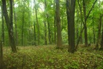 За користування лісовими ресурсами волиняни сплатили понад 40 мільйонів рентної плати
