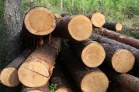 Екс-директору Маневицького лісгоспу повідомлено про підозру