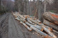 На Волині лісника звинувачують у незаконній порубці дерев на мільйон гривень