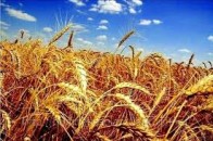 У скільки волинянам обійдеться зібрати жнива
