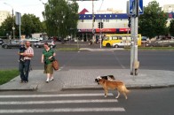 У Луцьку безпритульні собаки накинулися на дитину