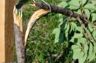 Неповнолітній волинянин потрапив у реанімацію через черешні